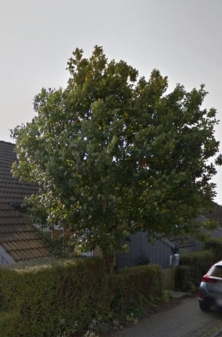 Træfældning og stubfræsning