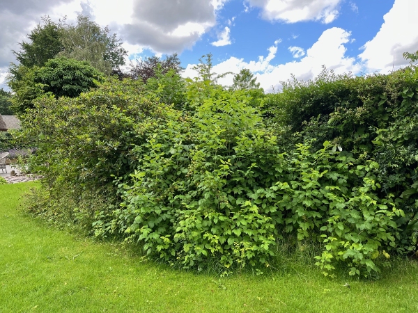 Fjernelse af buske og ukrudt