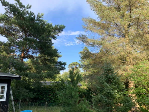 Fældet 2 grantræer 8-12 meter høje….Kun lagt ned