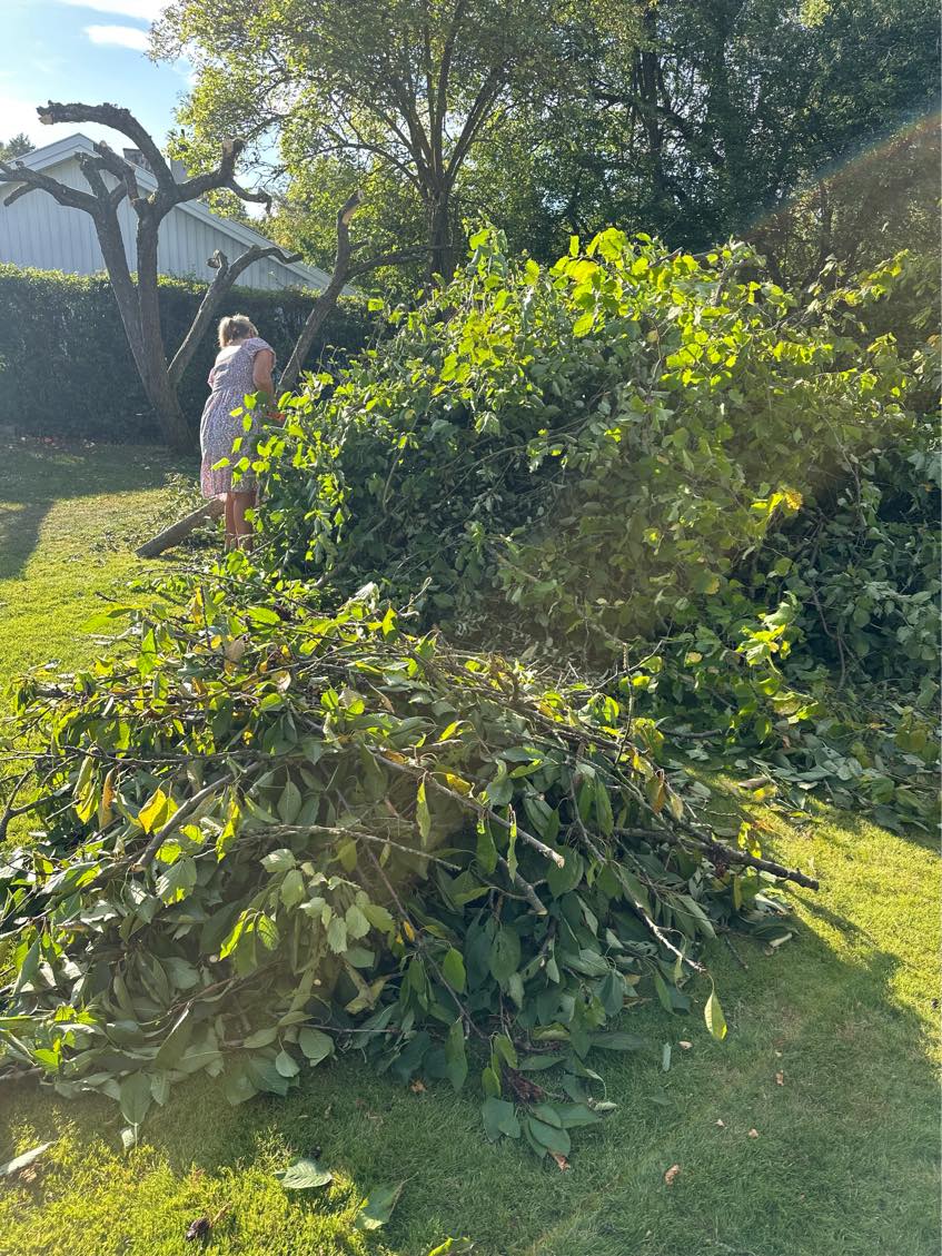 Bortførelse af haveaffald og beskæring af 2 frugttræer