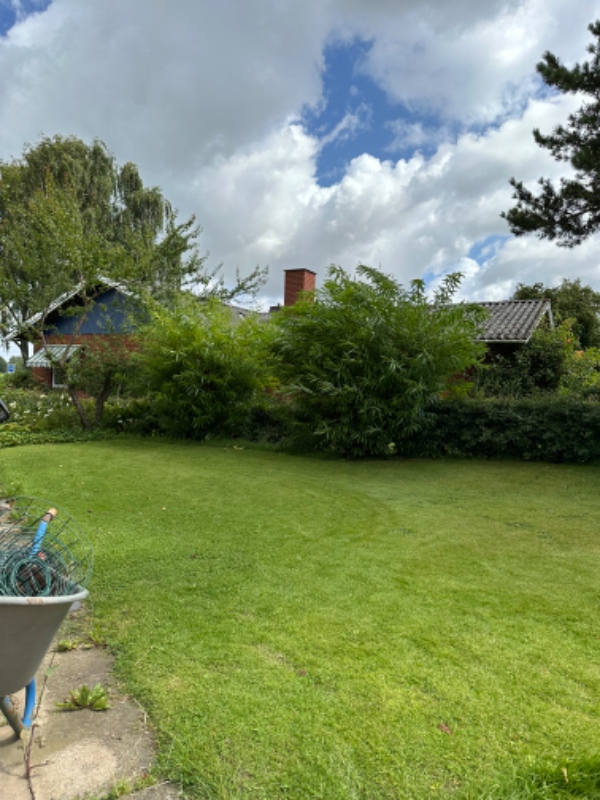 Klipning af blandede hække.