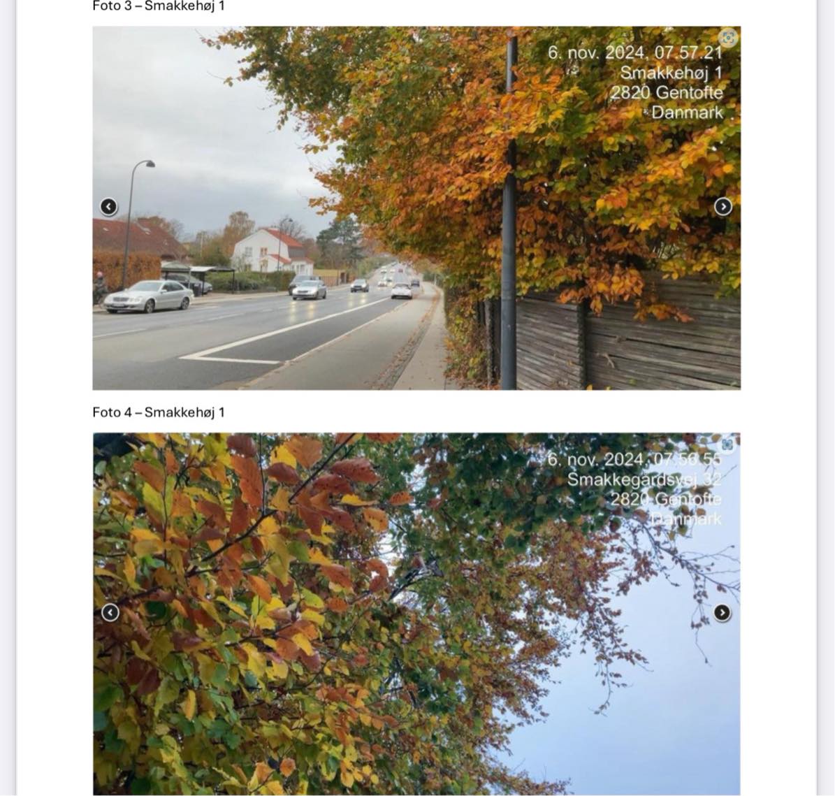 Beskæring af træer/hække og bortskaffelse af