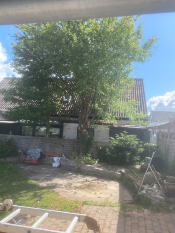 Vi skal have fældet et blommetræ som står i skæld ind til naboen