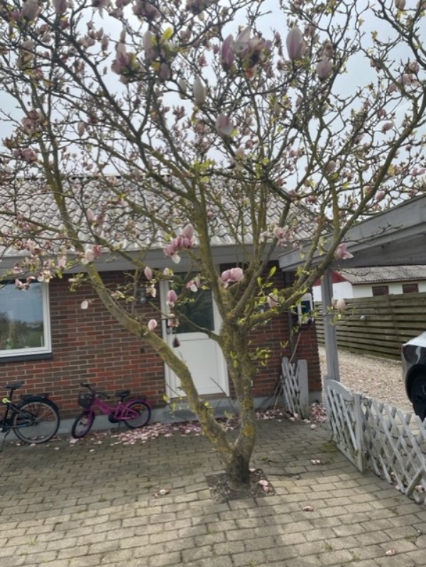 Træfældning, beskæring og fjernelse af stub