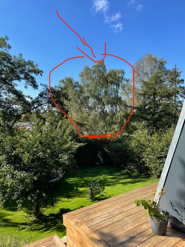 Fældet birketræ i bidder