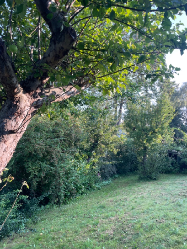 Klip af mindre træer og hæk, grov lugning af bede