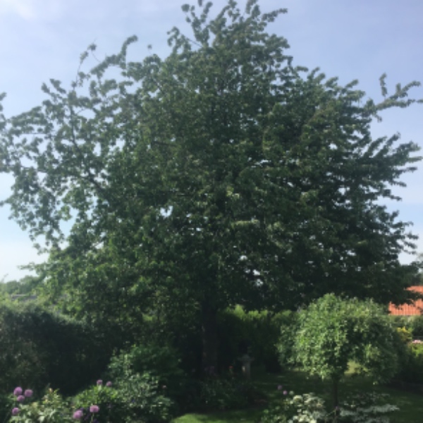 Beskæring af kirsebærtræ