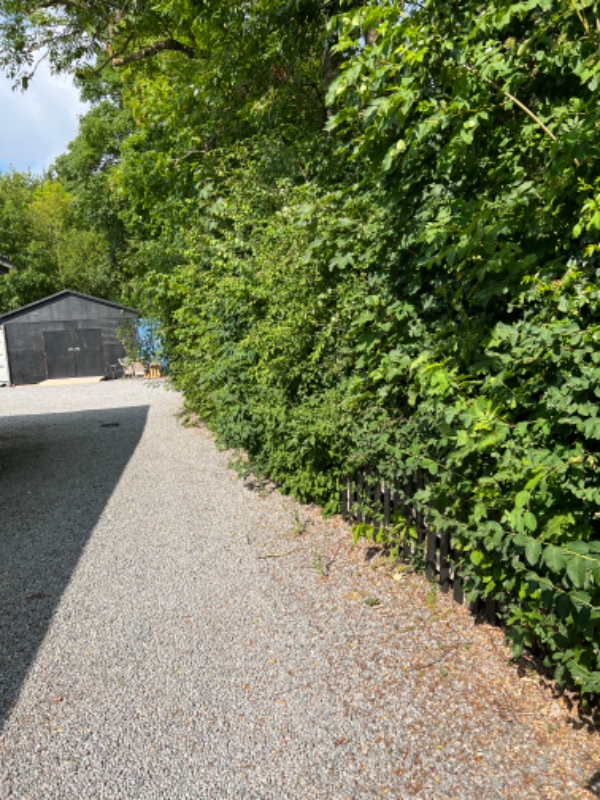 Klippet hæk og beskåret træ.