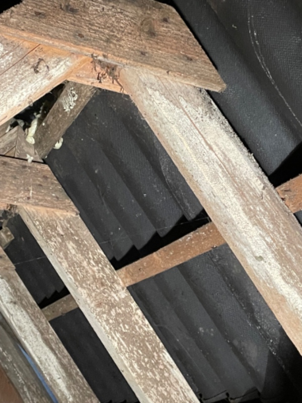 Fjernelse af skimmelsvamp på loft