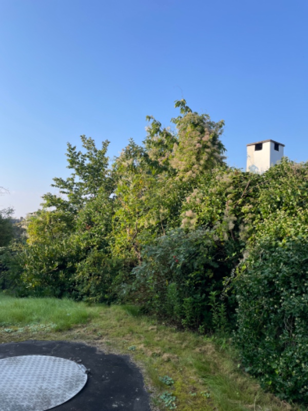 Klip af mindre træer og hæk, grov lugning af bede