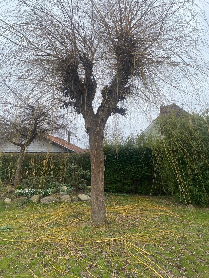 Havehjælp / beskæring af træer og buske