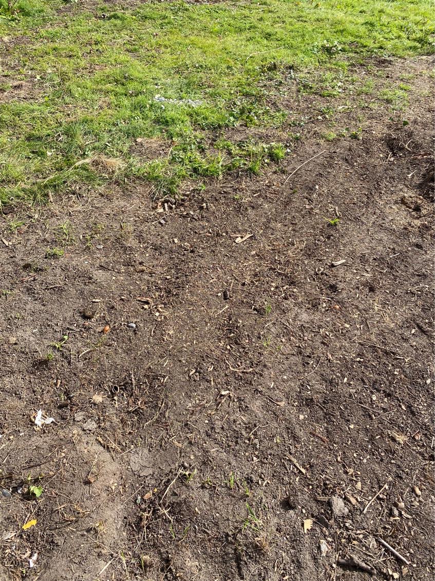 Fælde træ og planere have