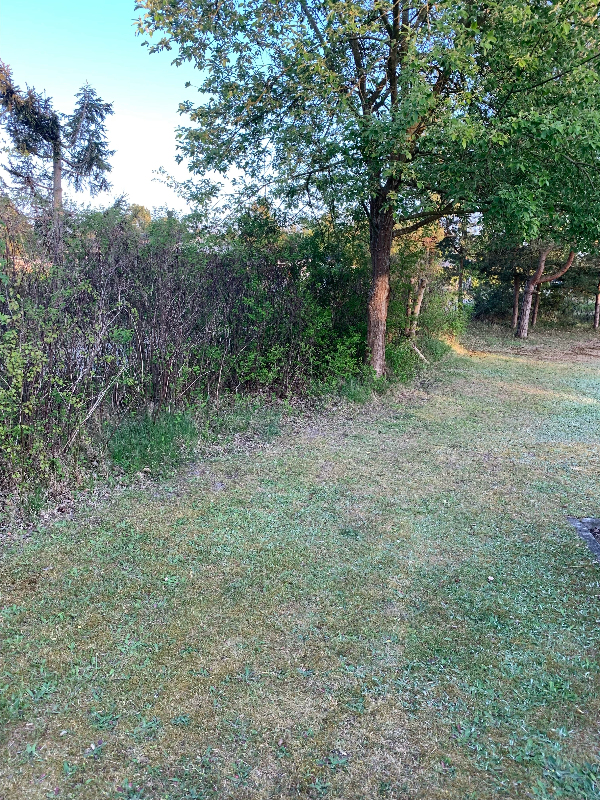 Fjernet ca. 33 meter hæk/beplantning - ca. 2 meter bred. Det skulle være Snebær mm.