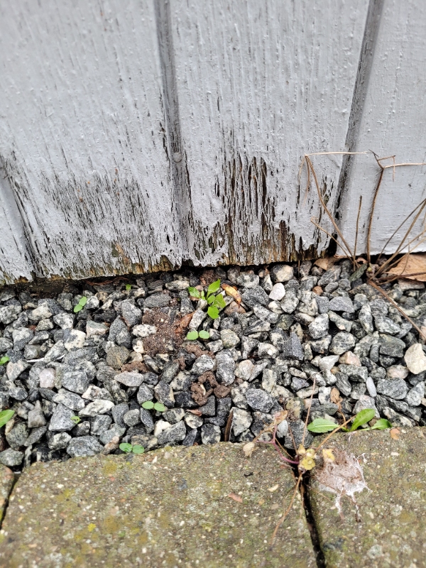 Træbeklædning på kolonihavehus