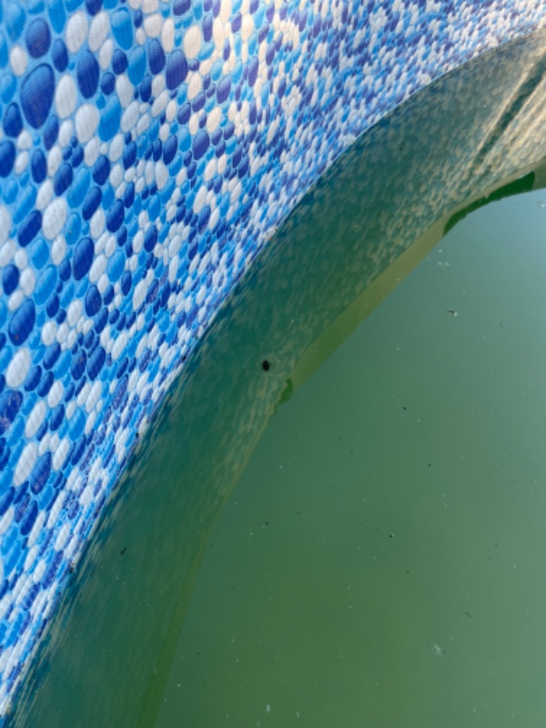 Rengøring af pool med alger