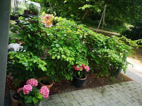 Klippe hæk (ikk,loftlampe op, spartle ujævn væg (lille bid 1x2 meter cirka), sætte skyggeliste op