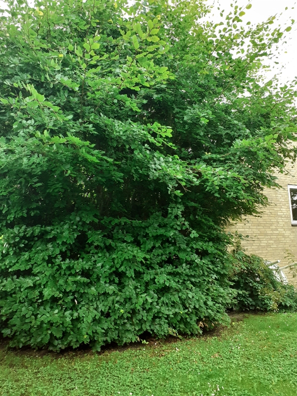 Nedskære bøgehæk og bortskaffelse