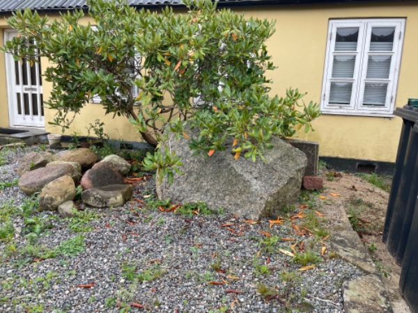 Fjernelse af stor sten + andre mindre sten