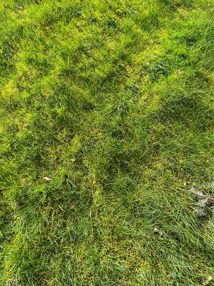 Fræsning af gammel græsplæne ca 130 kvadrat mete
