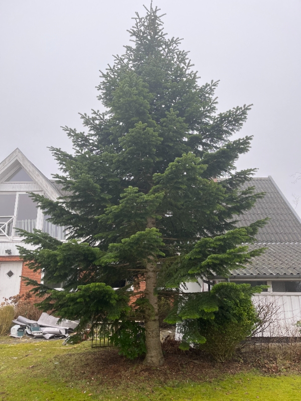 Fældning og fjerning af træ