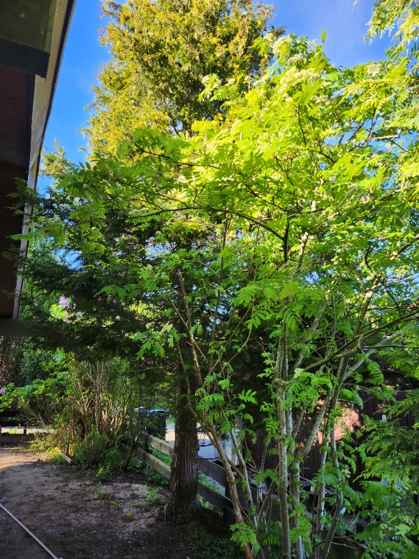 Beskæring og fældning af træer