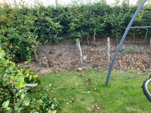 Opgravning af små træer