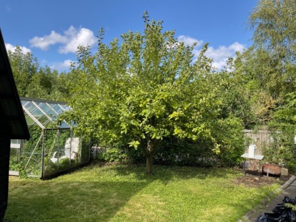 Beskæring af to æbletræer