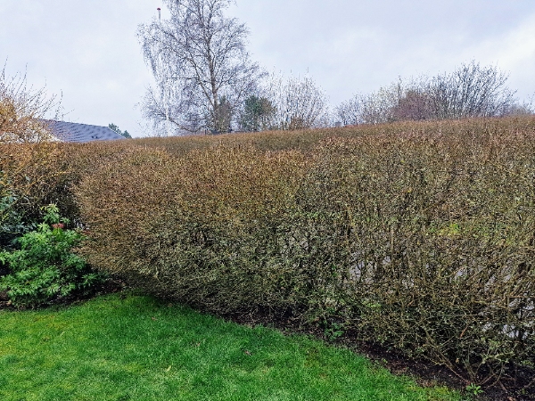 Hækreparation efter snefald