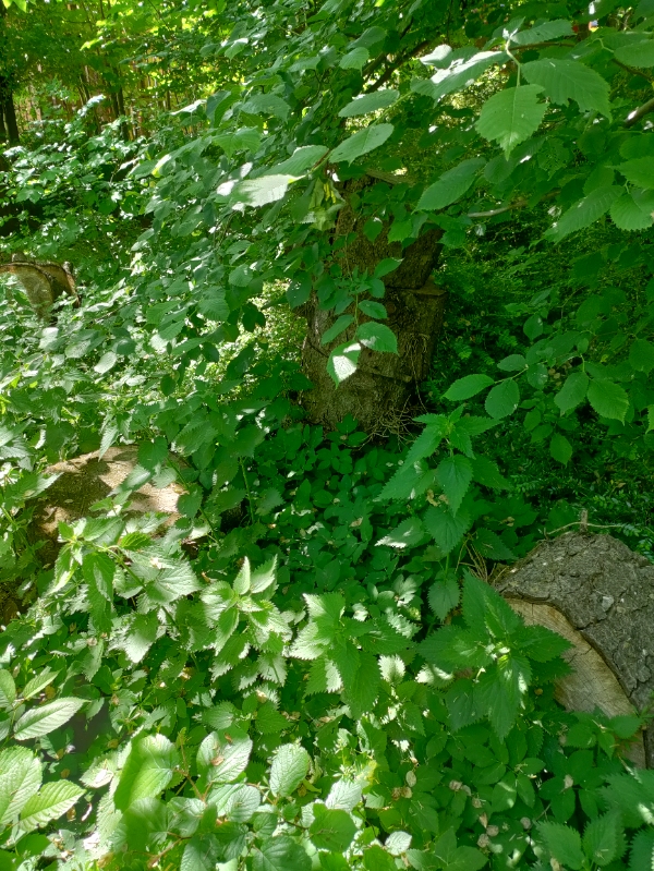 Kløve en masse brænde med en elektrisk brændekløver. Der er 11 træer. Se evt. Billeder