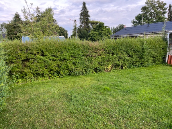 Hækklipning rundt hus
