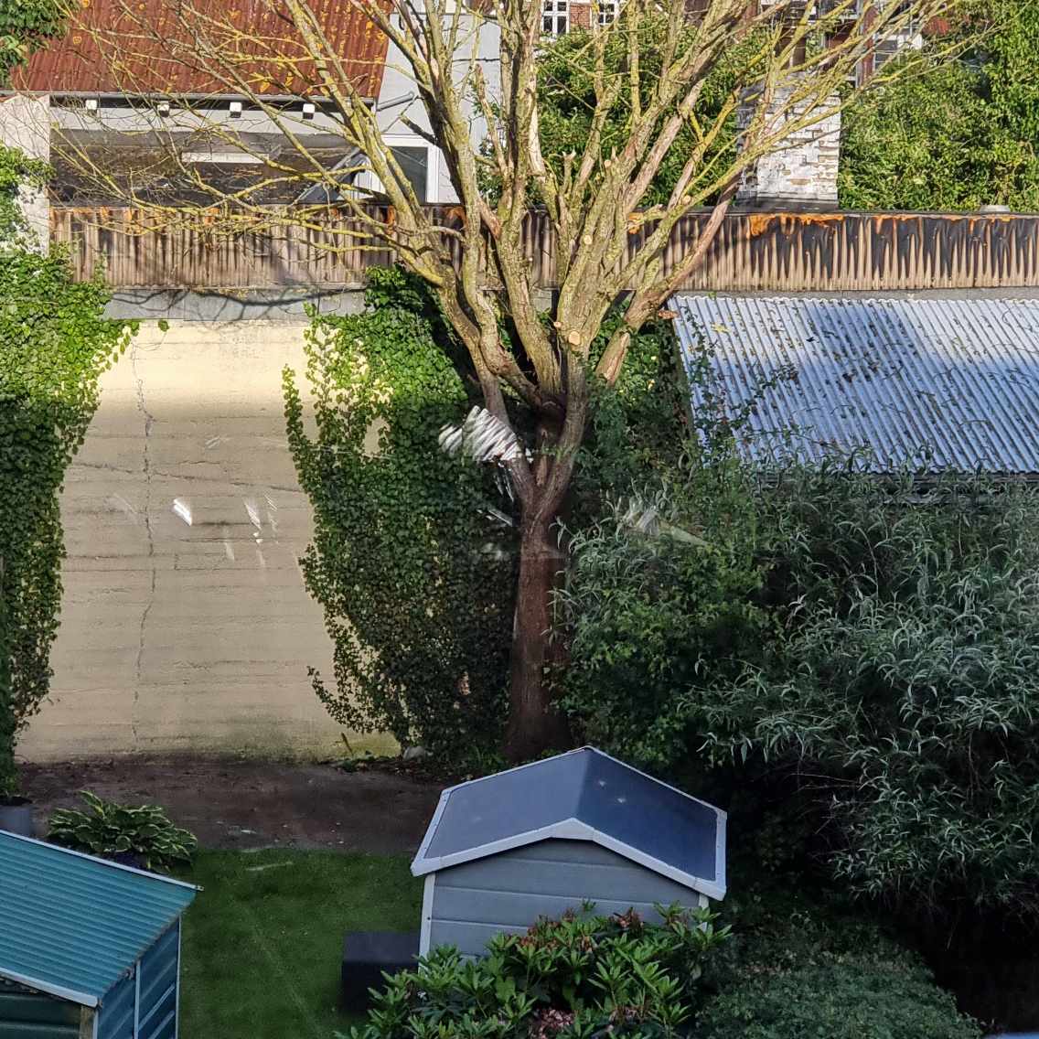 Beskæring af død træ