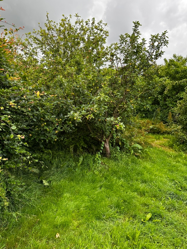 Beskæring af frugttræer