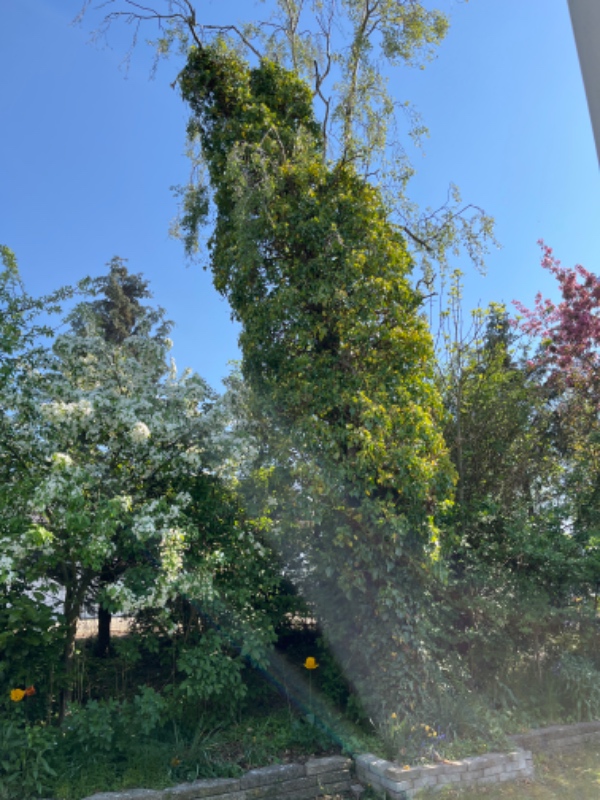 Fældet et træ i haven.