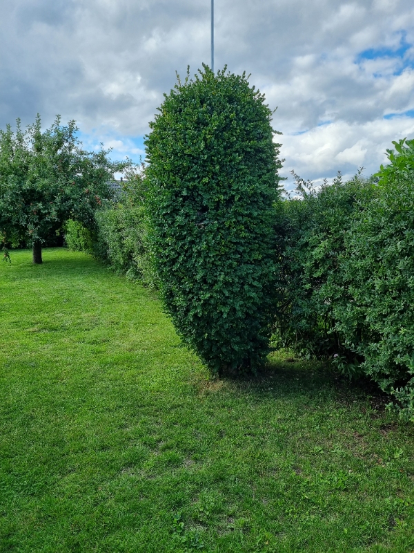 Klippet hæk og trimmet 4 små buske