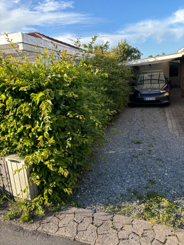 Klipning og bortkørsel af bøgehæk