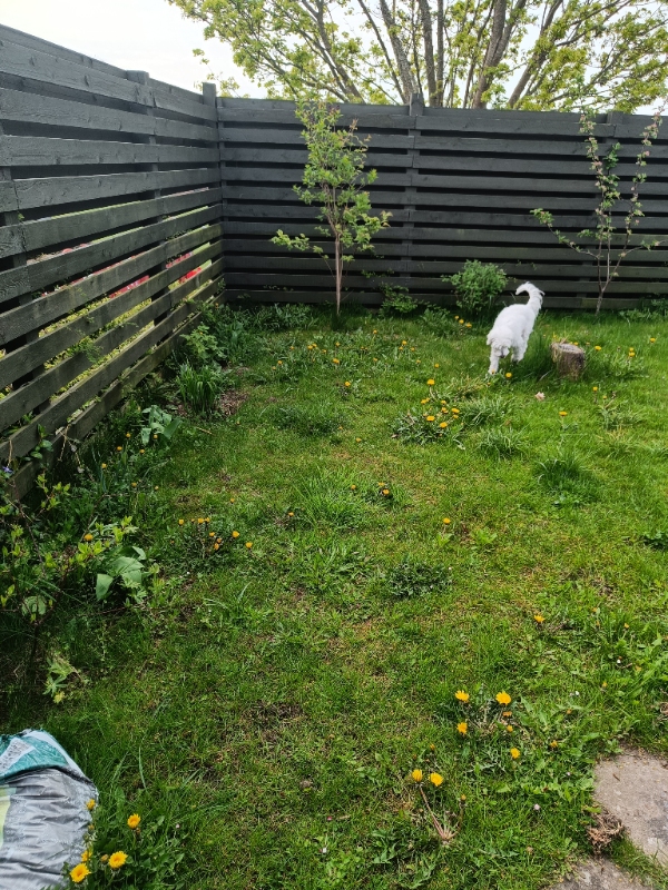 Fjernelse af ukrudt, i have og mellem fliser.Slået græs