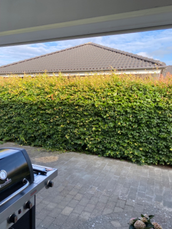 Hækklipning +bortkørsel