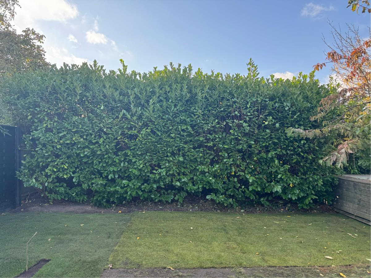 Klipning af hæk - kun på toppen