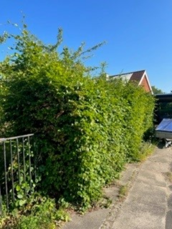 hæk, græsplæne, træer og buske, der er nok at gå i gang med