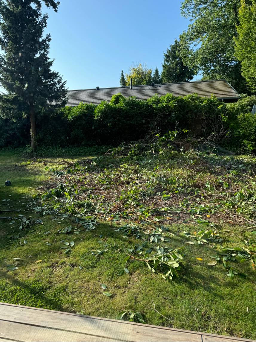 Fræsning af græsplæne efter stor rhododendron er blevet fjernet.