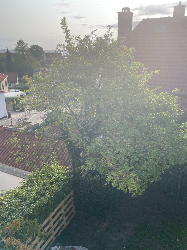 Beskæring af træer og bortskaffelse