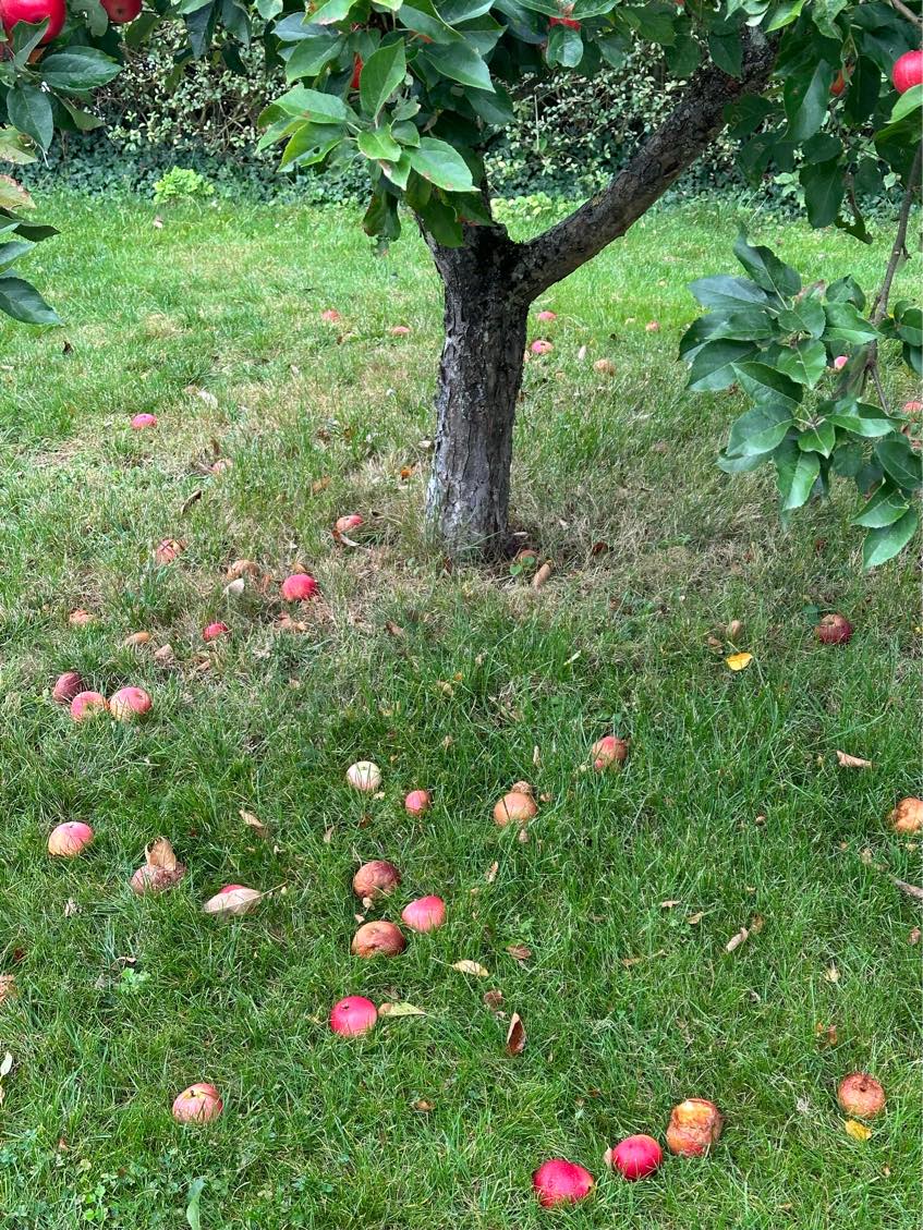 Fælde æbletræ og køre væk.