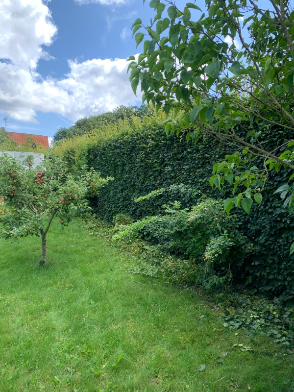 Klip hæk og kør haveafald + pap væk