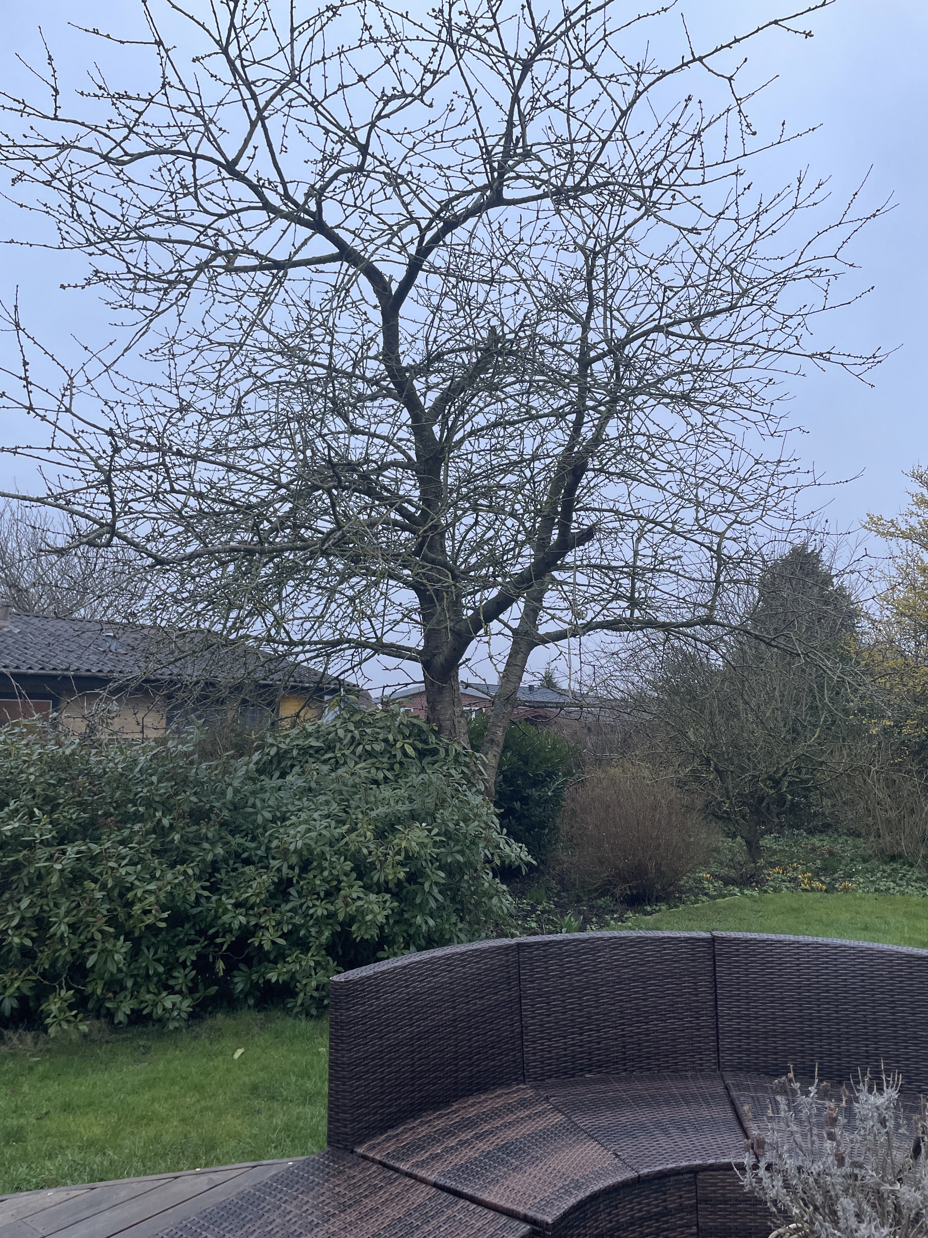 Beskæring af træ og bortskaffelse af træ.