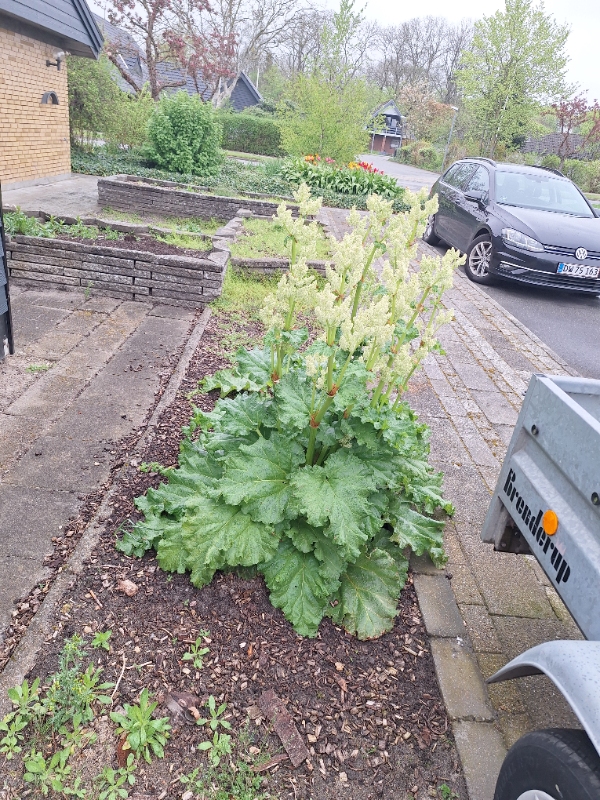 Beskæring og havearbejde