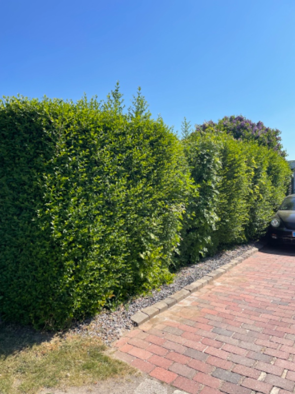 Hækklipning og bortkørsel