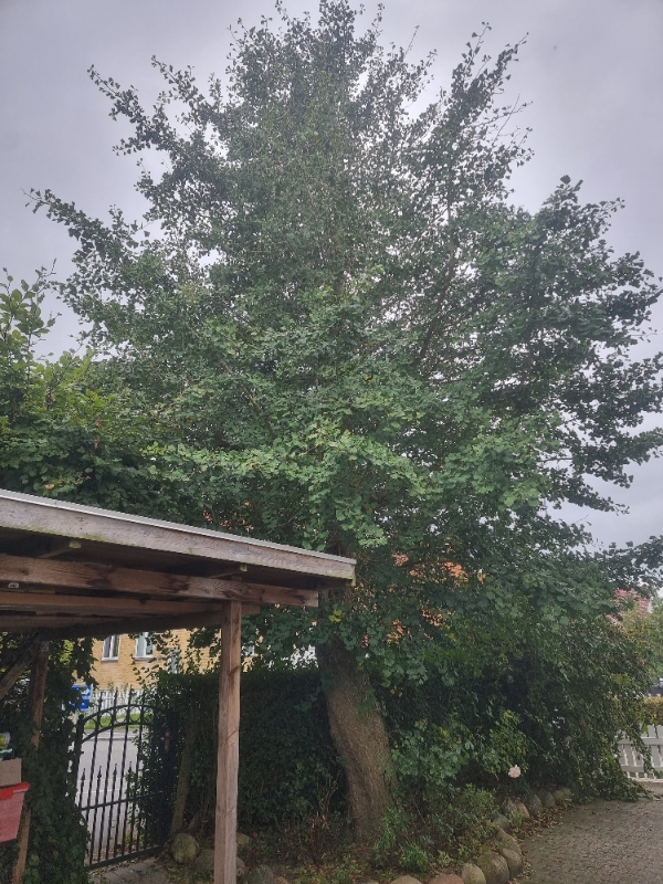 Beskæring af ginko geloba træ