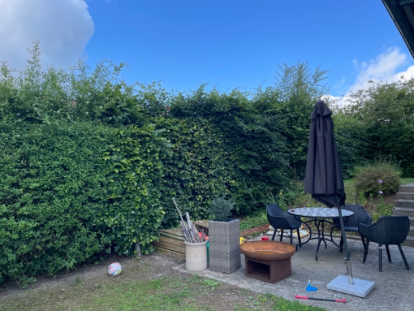 Klipning af bøgehæk