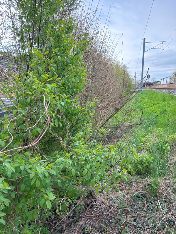 Diverse Have grave-opgaver