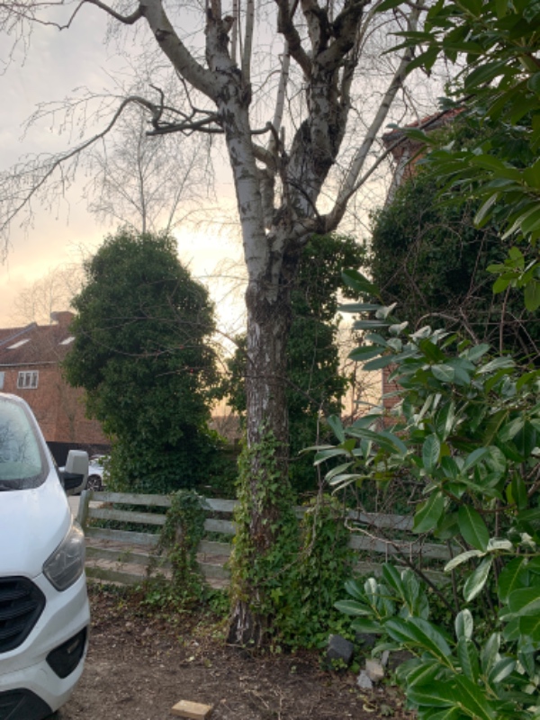 Fældet mindre birketræ og rodfræset tre rødder i alt